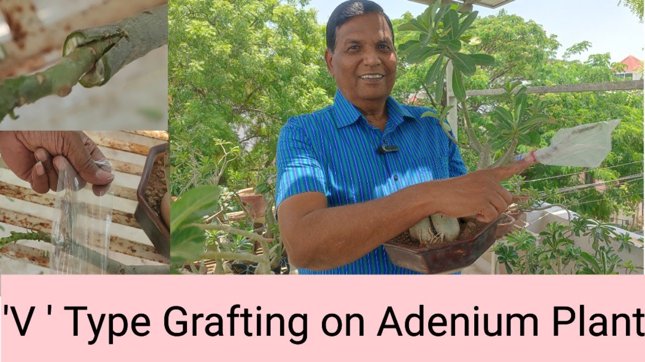 ' V ' Type Grafting On Adenium Plant