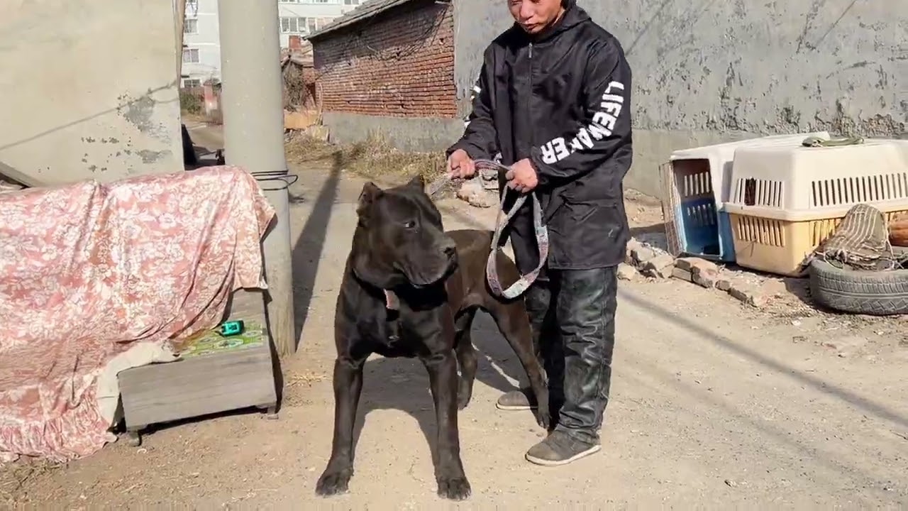 悍妇桑迪预产期临近，老公奥利奥，一起出来放放风，晒晒太阳，#加纳利奥利奥 #加纳利幽灵 #普雷萨加纳利犬 #护卫犬 #沉默猛犬