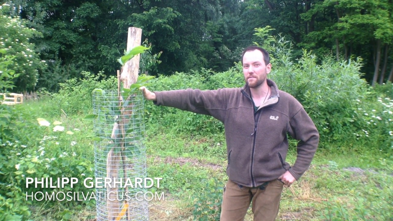 How to use biochar to improve growing conditions for trees (a Terra Preta application)