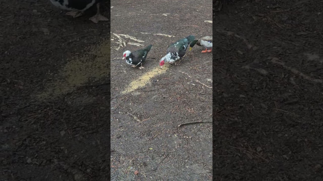 Found Mr broken wing duck and his crew, pouring them some healthy duck feed in the rain.