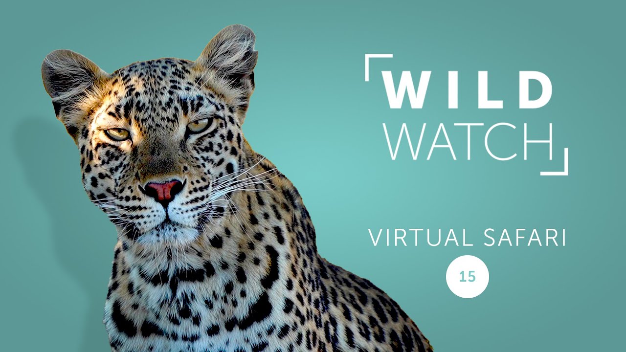 Let's track a leopard (part 2) | WILDwatch Virtual Safari 15
