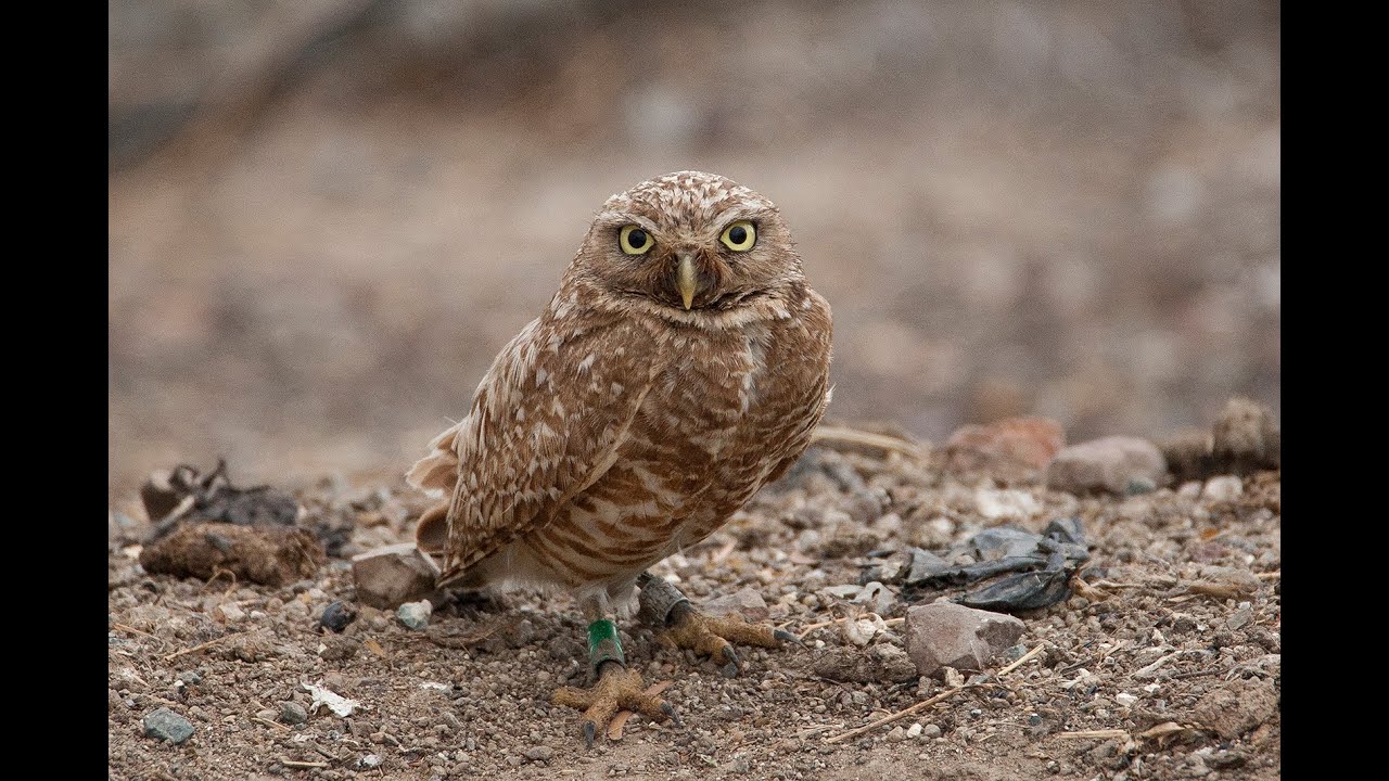 Saving the Burrowing Owl