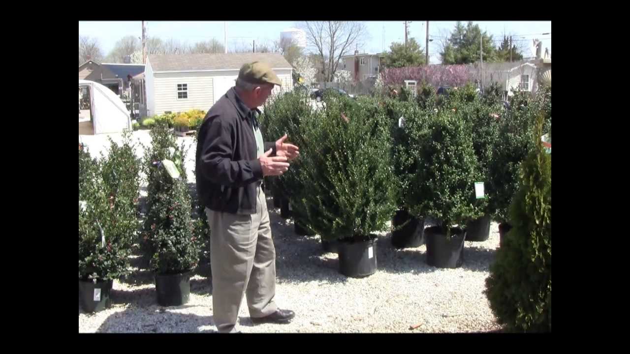 Outstanding evergreen shrubs for a Zone 6 garden