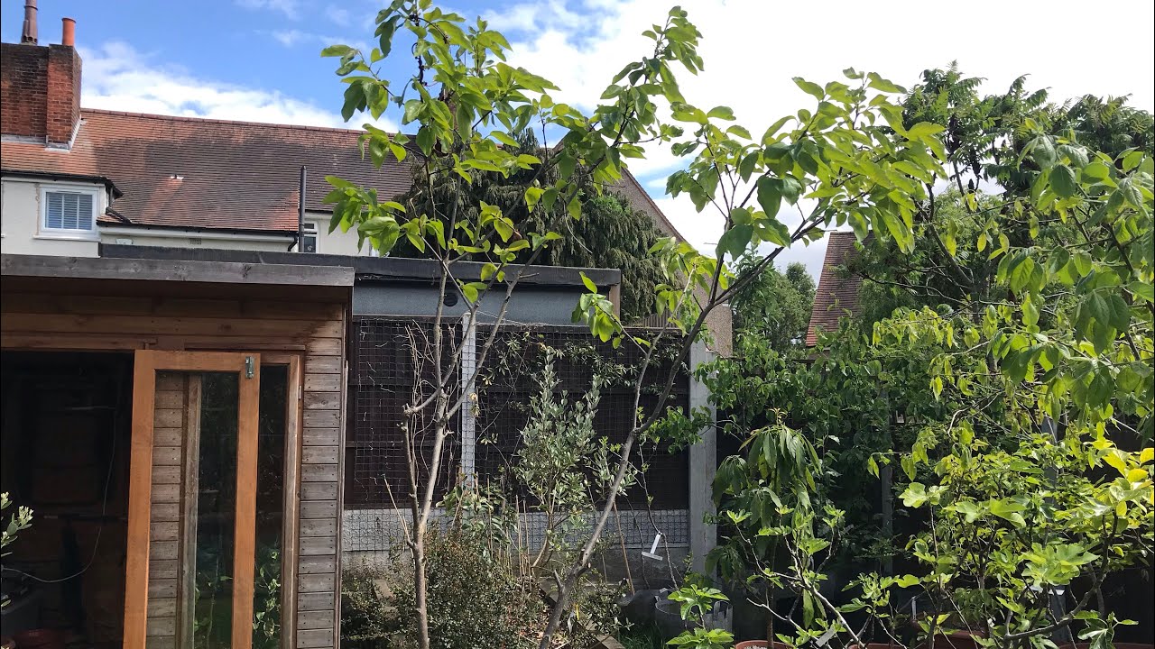Persimmon tree massacred 😱. What I’ve done to one of my grafted persimmons and why. #MountGoverla