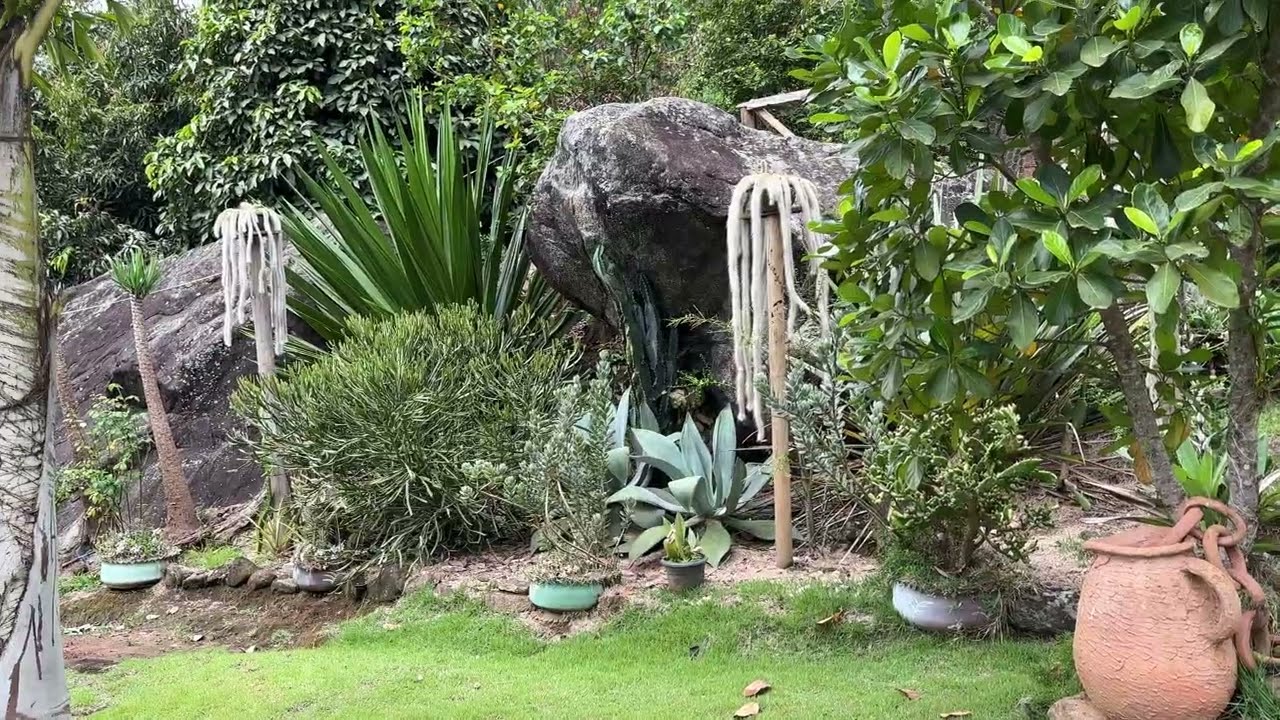 Entre suculentas e muitas plantas no viveiro da Maria