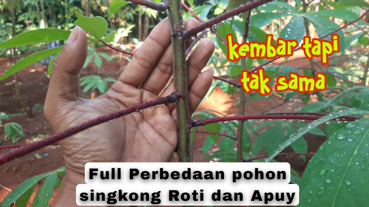 PERBEDAAN POHON SINGKONG ROTI DAN APUY #pertanian #berkebun #minivlog #tanaman