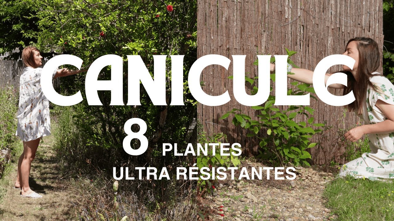 8 plantes ULTRA résistantes à la sécheresse