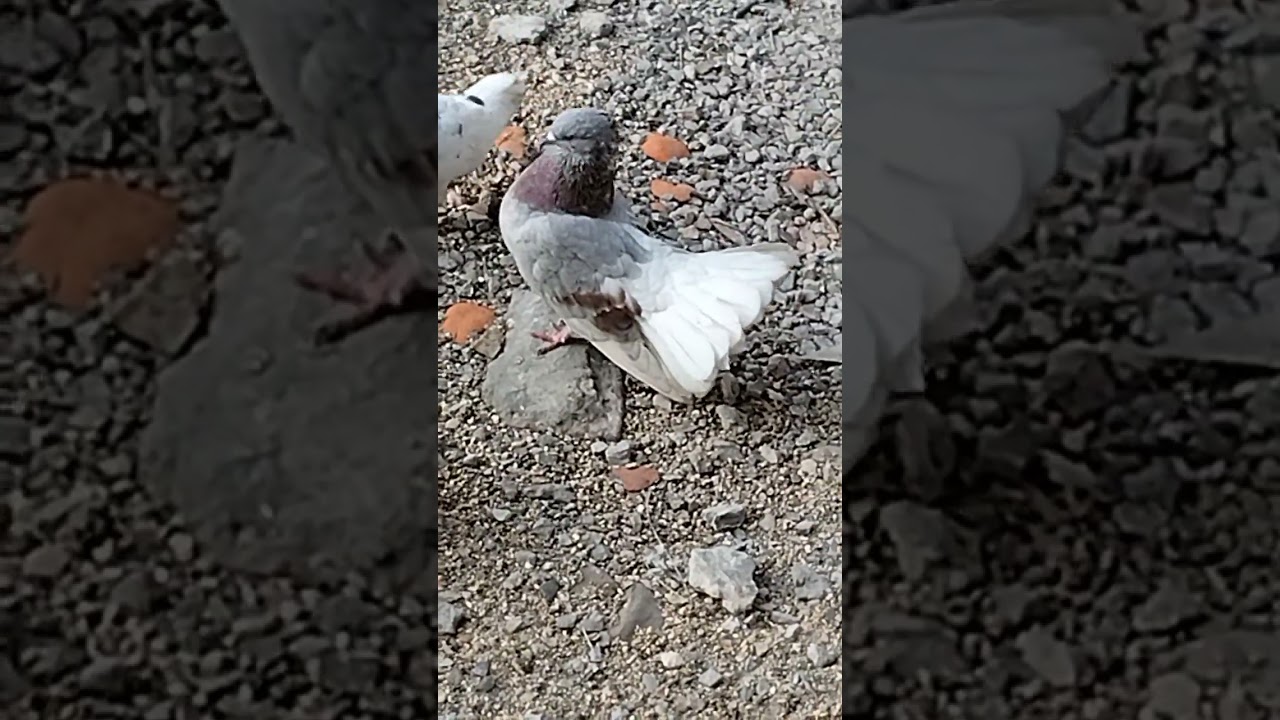 cute pigeons