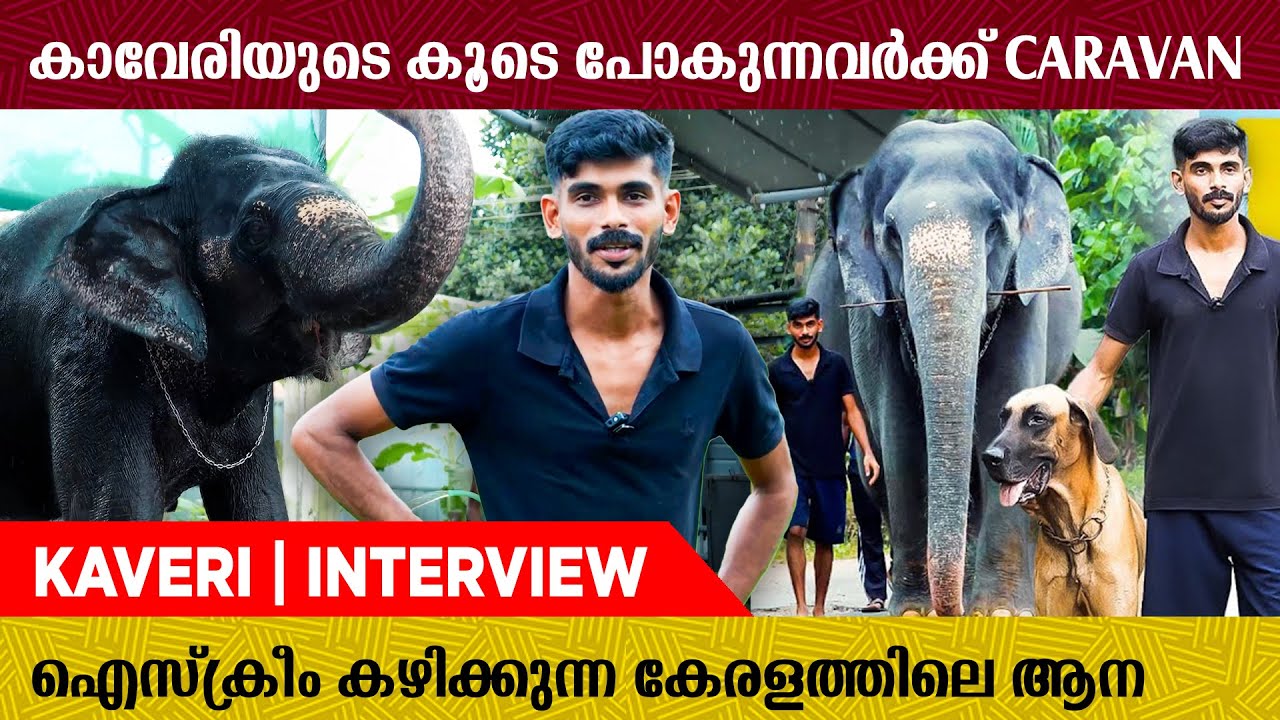 ഒരു കൊമ്പനാന ഉണ്ടാക്കുന്നതിനേക്കാൾ പ്രശ്നം ഉണ്ടാക്കും ഈ ആന | Kaveri Elephant | Interview