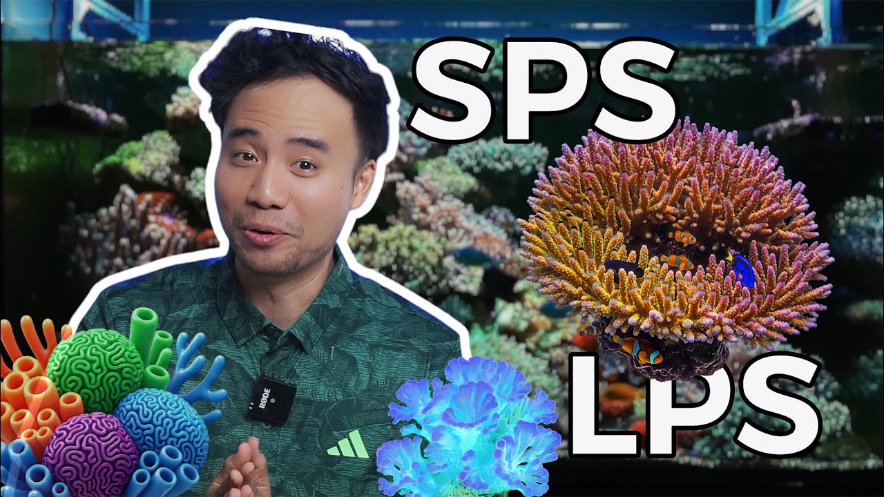 Ký sự NGẬP MẶN - Phần 4: Câu chuyện san hô