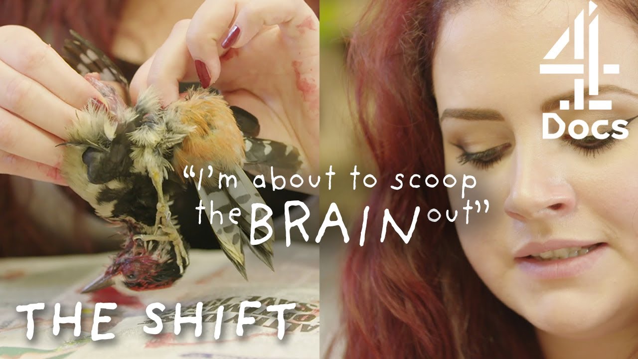 I Turn Dead Birds Into Art | THE SHIFT