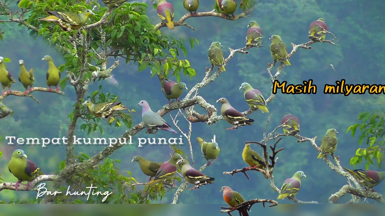 🔴BERBURU PUNAI‼️langsung kemarkas. nya @reyhunting @luwianhunter9929