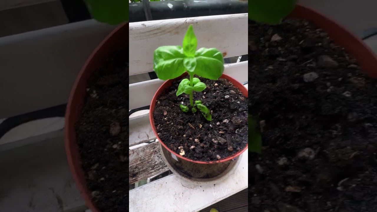 Propogate Basil & Rosemary 培植羅勒 迷迭香Organic Gardening | Houseplant | Gardening | 有機種植 |Daily Vlog