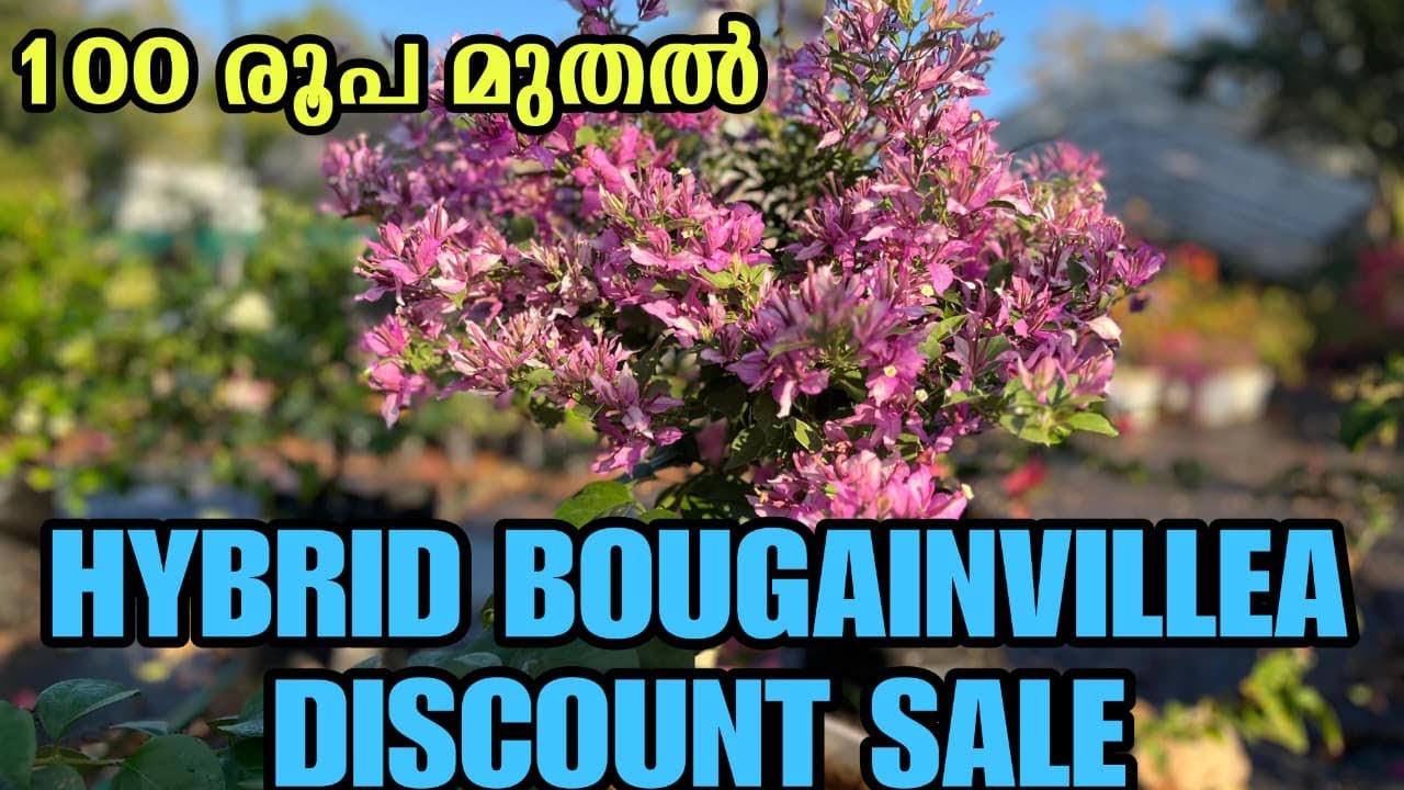 ഡിസ്‌കൗണ്ട് പ്ലാന്റ് സെയിൽ 🔥 | ലിമിറ്റഡ് സ്റ്റോക്കുകൾ മാത്രം 🚨
