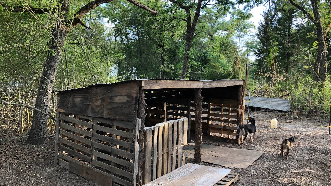 New goat house made from pallets and other recycled materials.