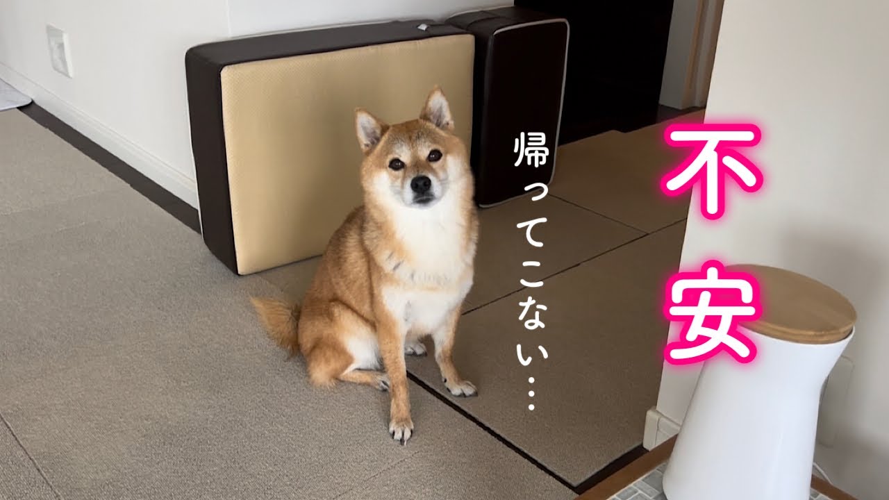 雨の中散歩から帰ってこないママと弟を心配する柴犬が可愛い