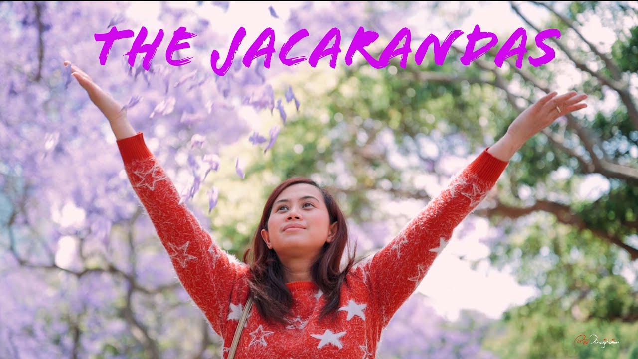 6 Facts about JACARANDA