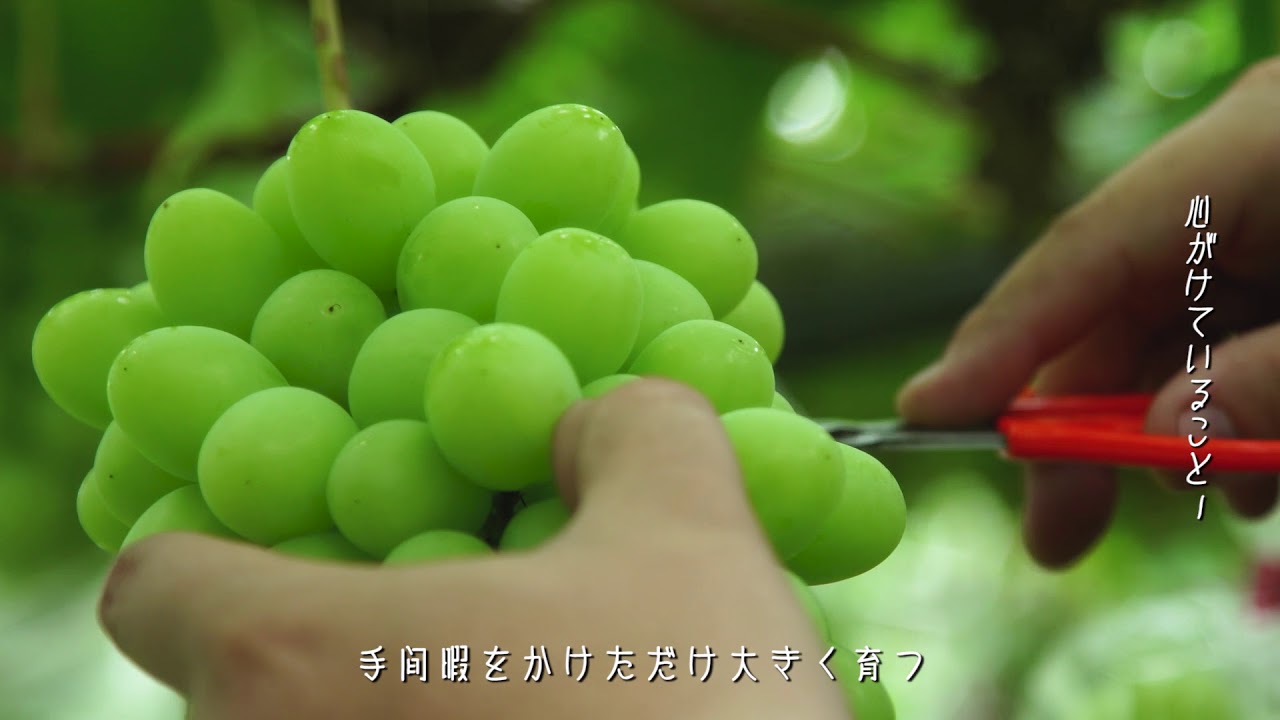 日本の極み シャインマスカット 山形市