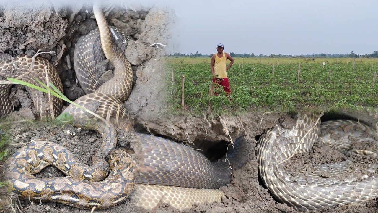Mga cobra at mga sawa nag kumpol kumpol sa taniman ng gulay tatang