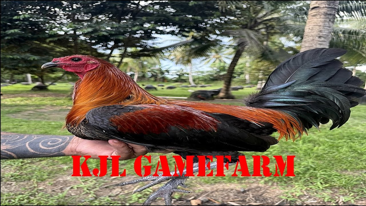 Lets Visit The Farm Of KJL Gamefarm