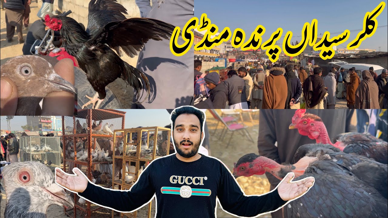 Kallar Syedan Birds Mandi Vlog | Kallar Syedan Prinda Mandi | Prinda Mandi Me Ay Har Nasal K Kabutar