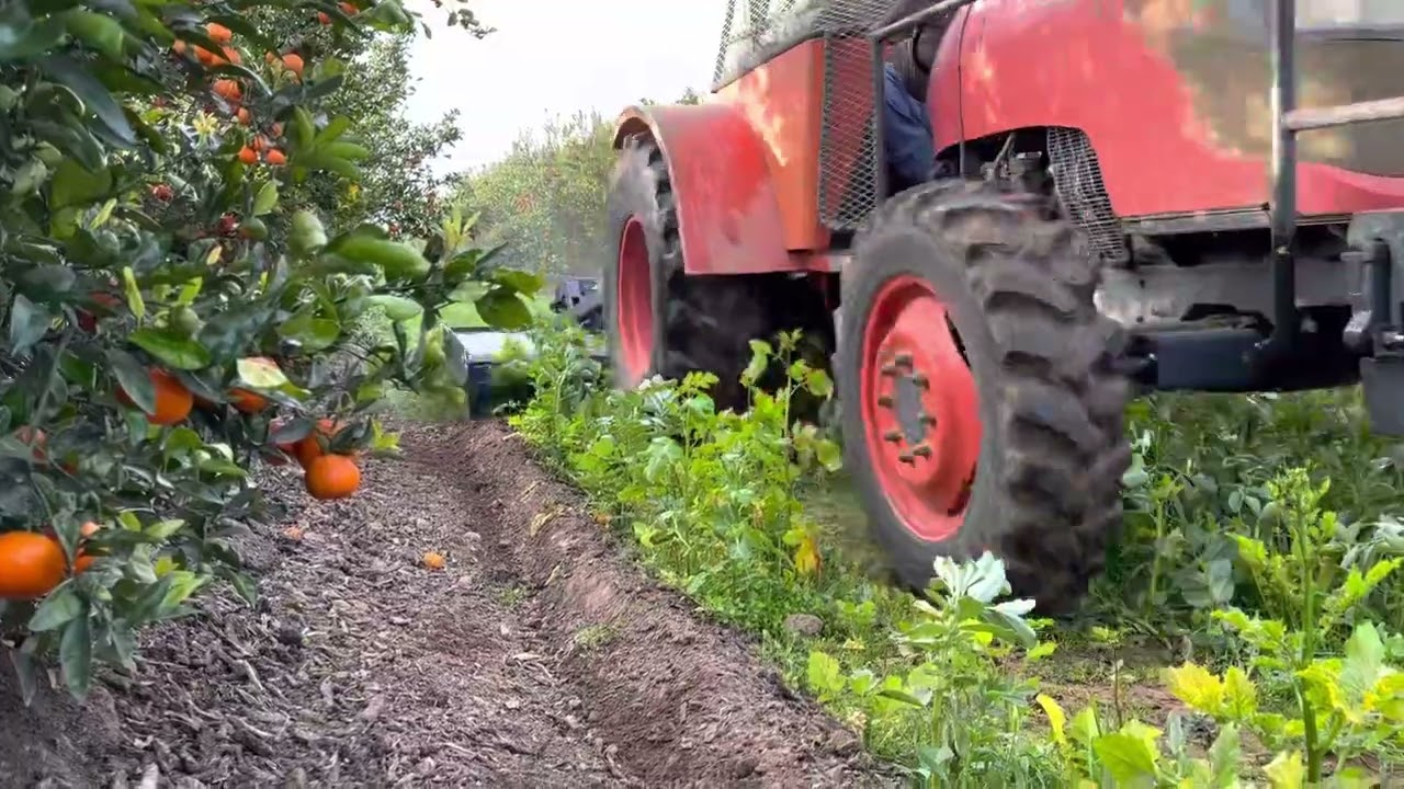 Organic citrus weed management