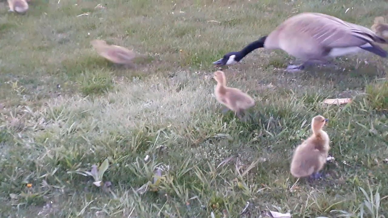 Four Canada Geese families with baby chicks Goslings