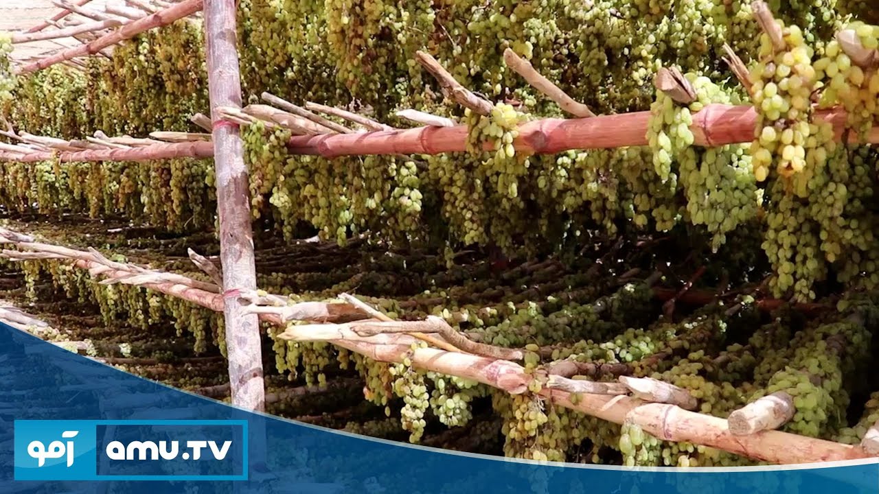 حاصلات انگور در ولایت قندهار نسبت به سال گذشته، ده درصد افزایش یافته است