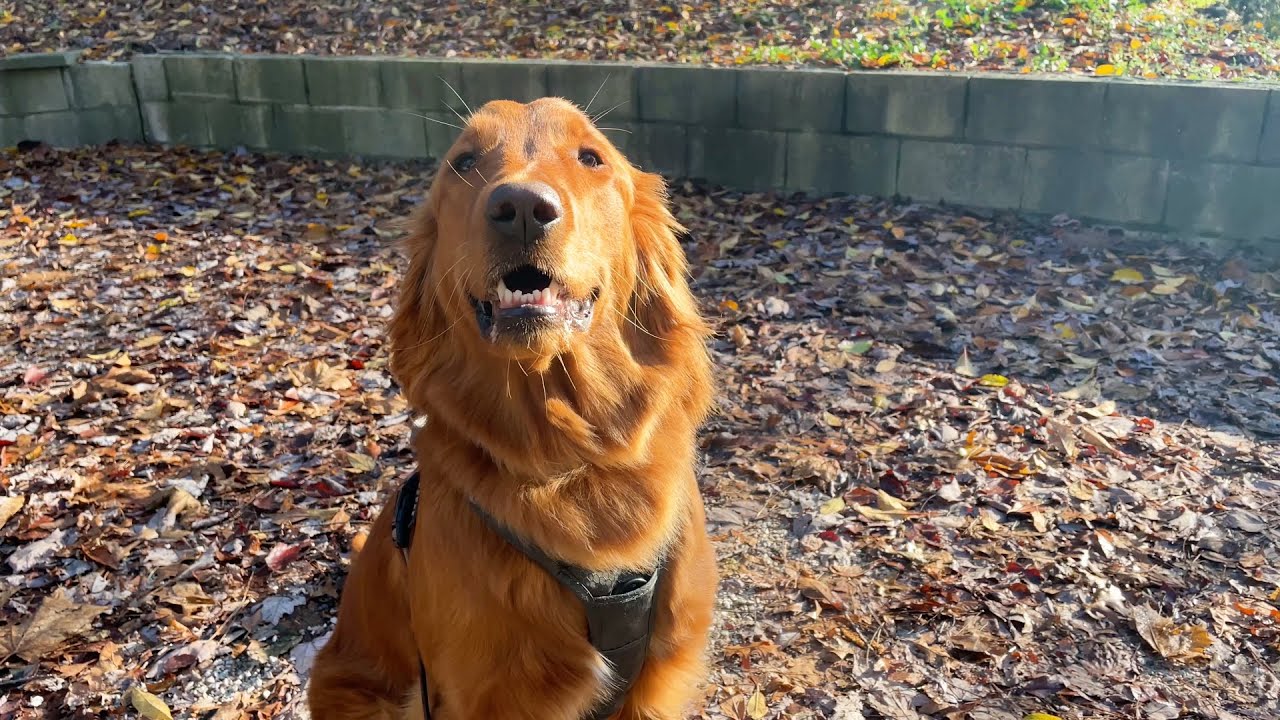 Red Golden Retriever Puppy🐶 Winter Day Walk with 11 Month Old Puppy