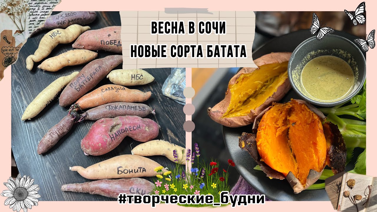 Весна в Сочи : мои новые сорта батата 2023 @batatchudo