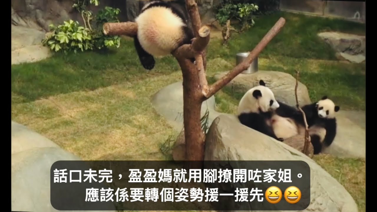 ｜家姐細佬盈盈同場｜5月10日.盈盈媽餵奶好溫馨｜家姐食奶好斯文｜Ocean Park｜香港大熊貓｜海洋公園｜遊遊蕩蕩放空記｜久坐餵奶真係好攰｜盈盈媽好溫柔｜飲奶之後要飲水漱口是常識吧｜팬더｜
