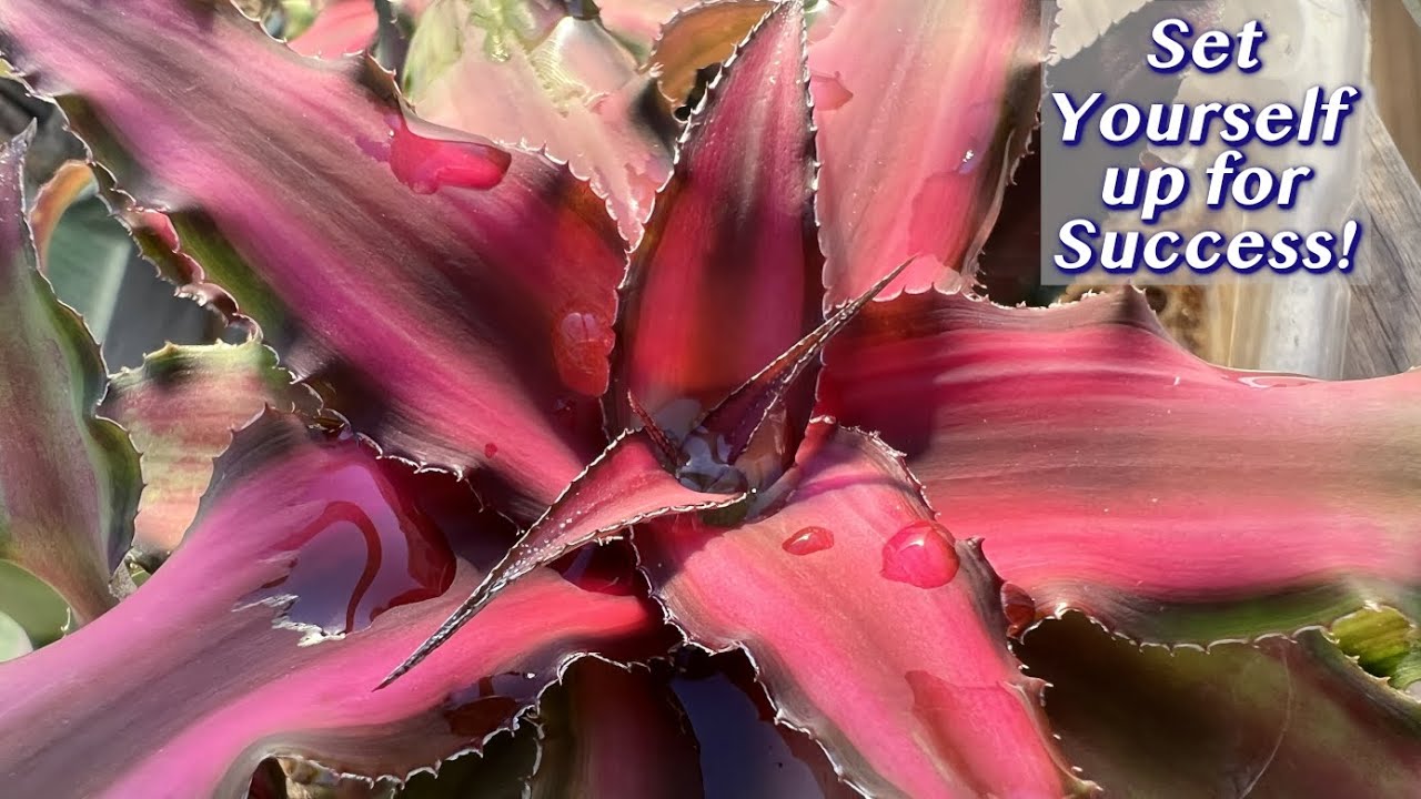 Earth Star Plant Care: How To Repot Cryptanthus