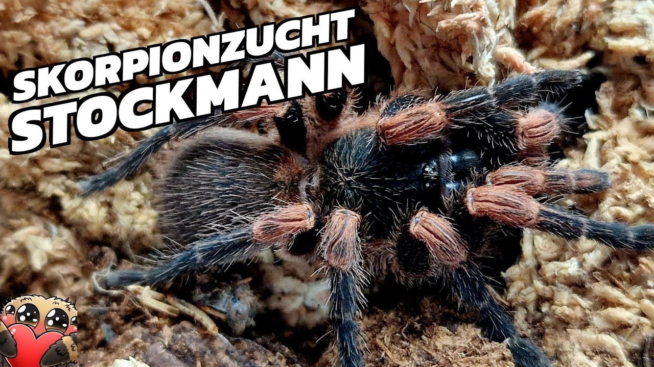Vogelspinnen von Skorpionzucht Stockmann - Unboxing