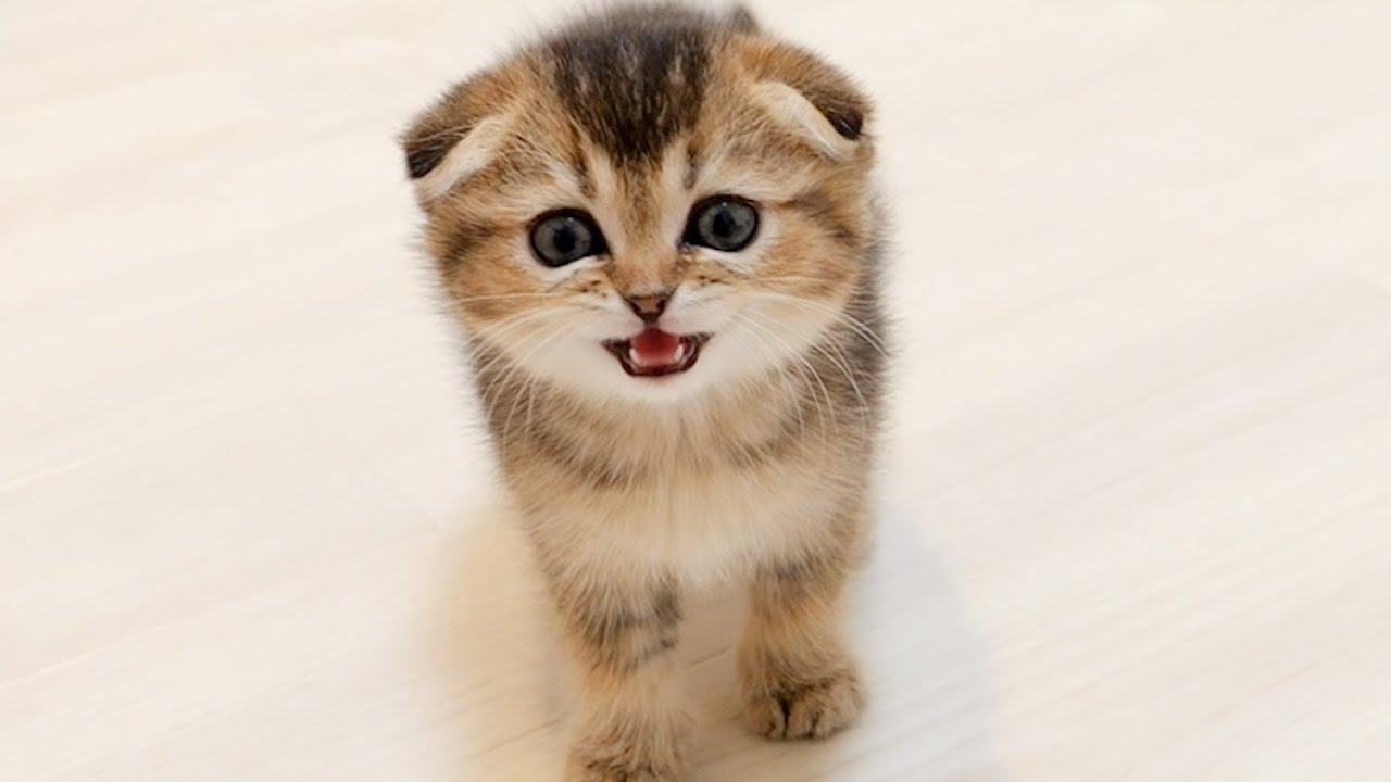 A gluttonous kitten meows for more food.