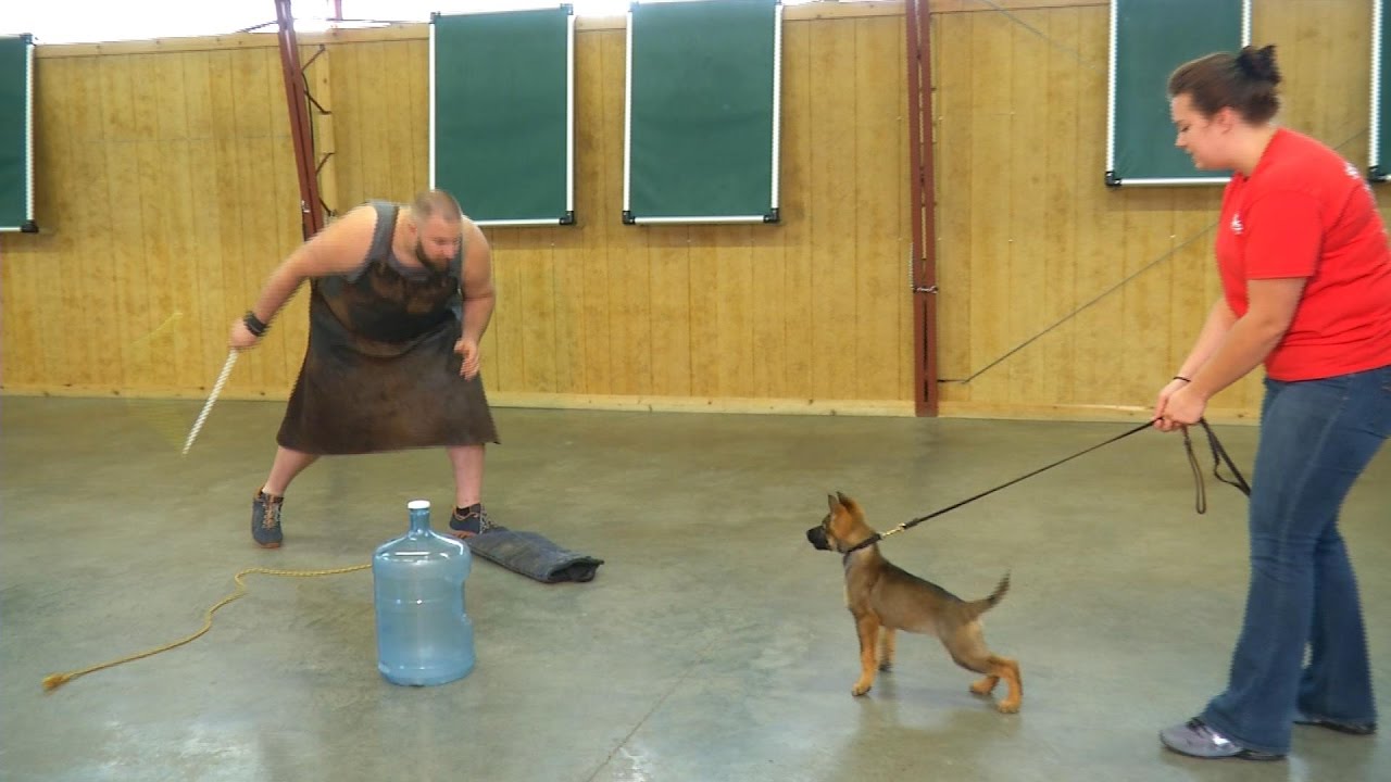 Super Power Puppy 
