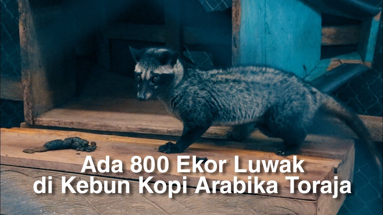 Luwak Toraja, Penghasil Kopi Termahal Di Dunia -Perkebunan Kopi Rantekarua
