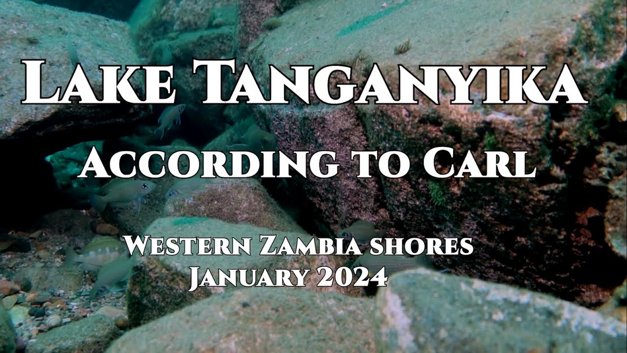 Lake Tanganyika According to Carl, Episode 1