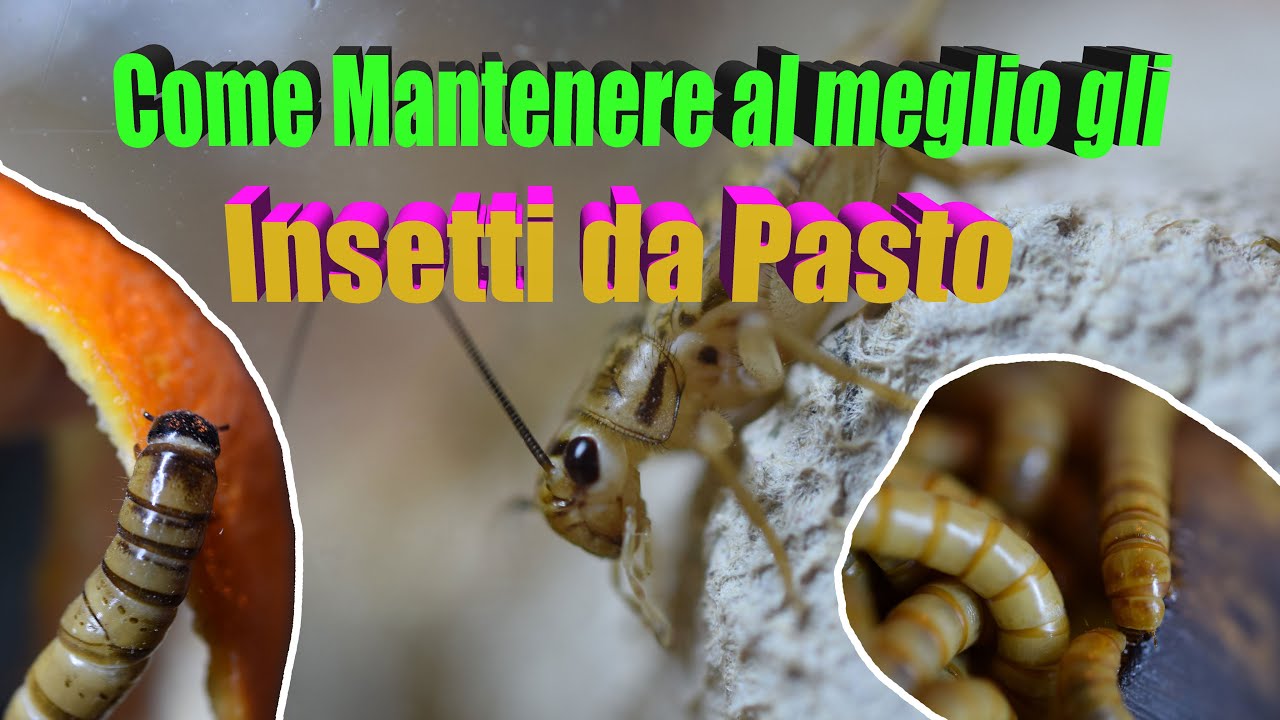 Insetti da pasto come mantenerli al meglio - Tutorial - Bassi Garden