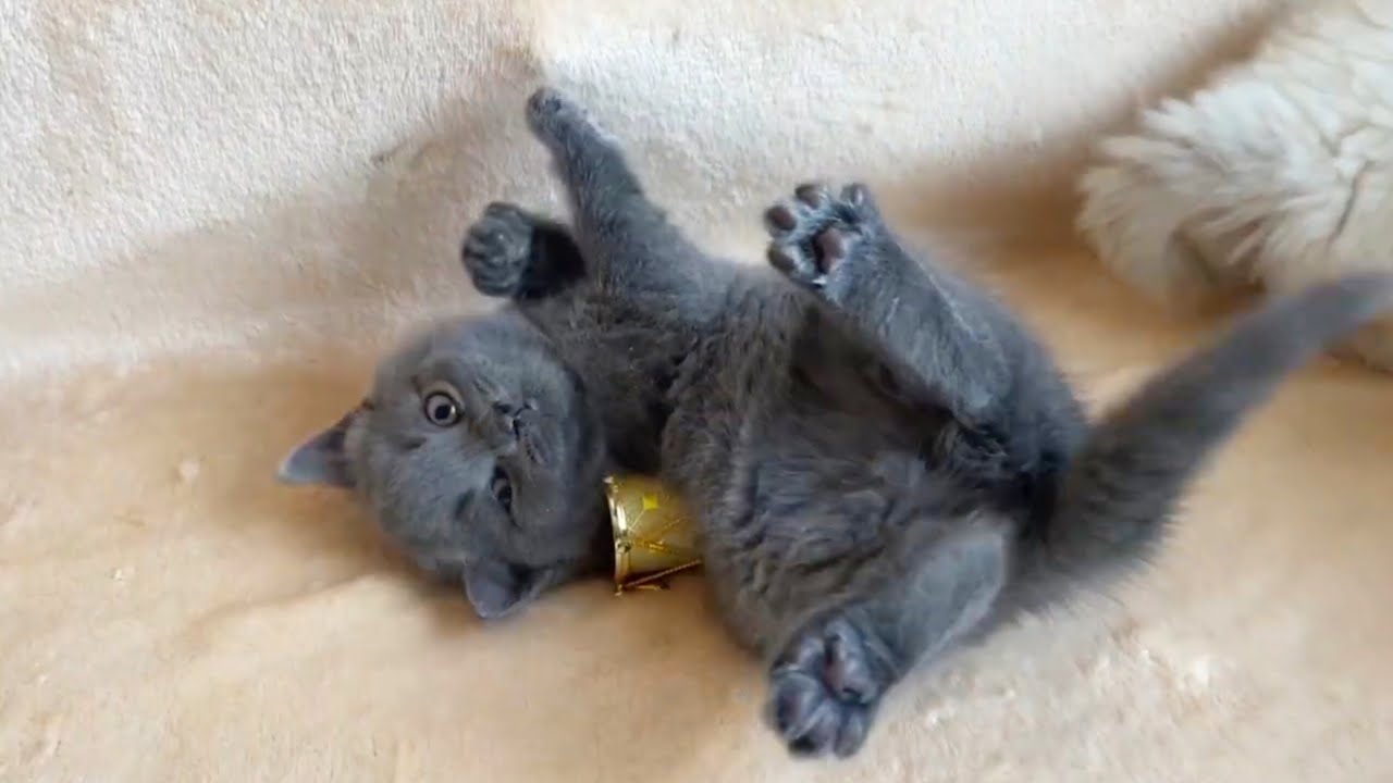 Британские котята играют | Котятам 5 недель