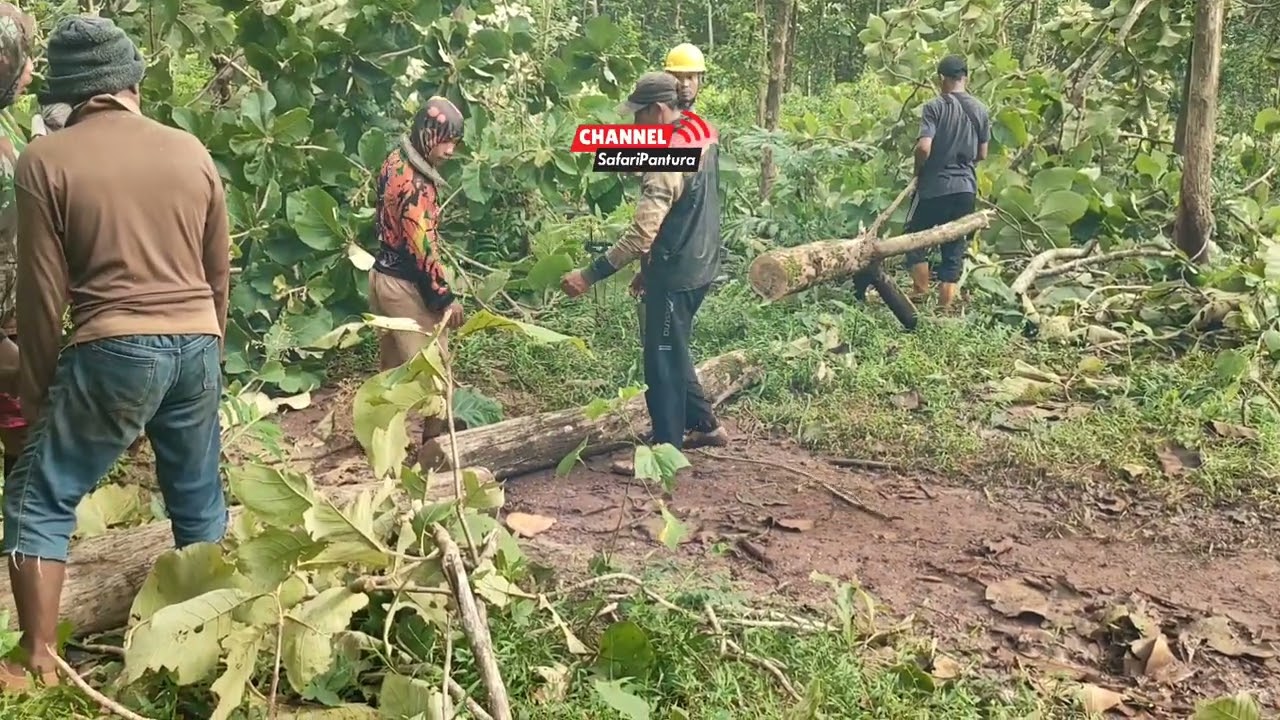 Chainsaw tiba-tiba macet saat tebang pohon jati sustainable forest 