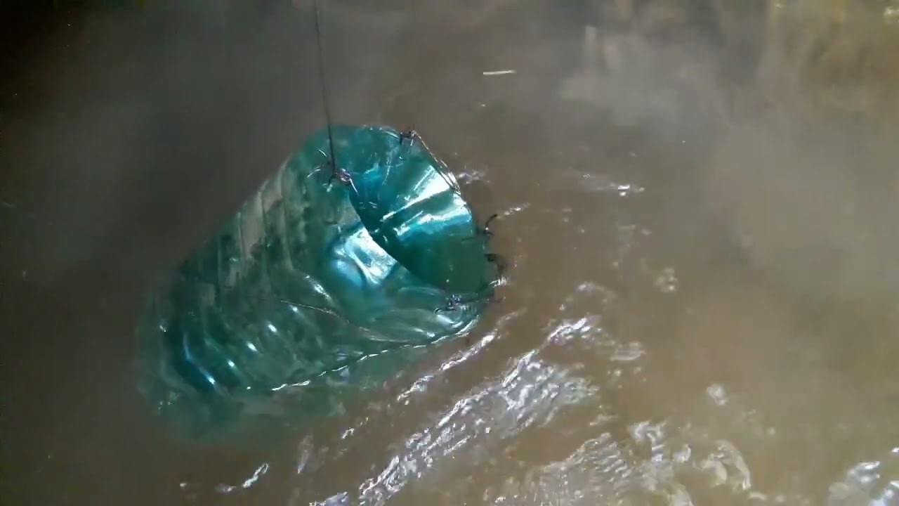 Olha minha armadilha de lambari como é