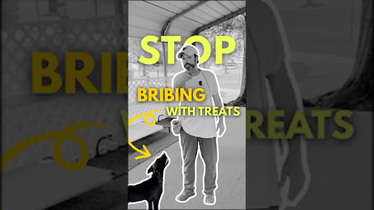 Stop Bribing Your Dog With Treats Learn Positive Reinforcement the Right Way