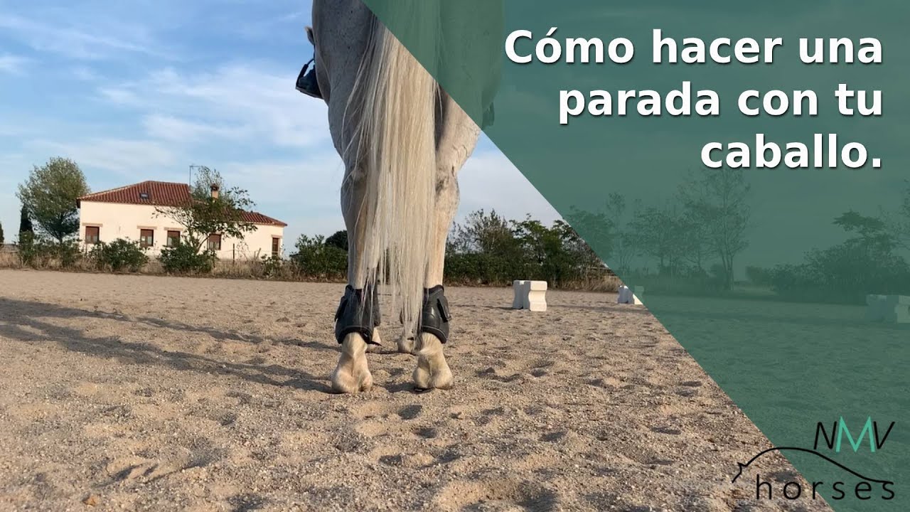 🐴Cómo parar a tu caballo🐴Aprende a hacer una parada con tu caballo🐴