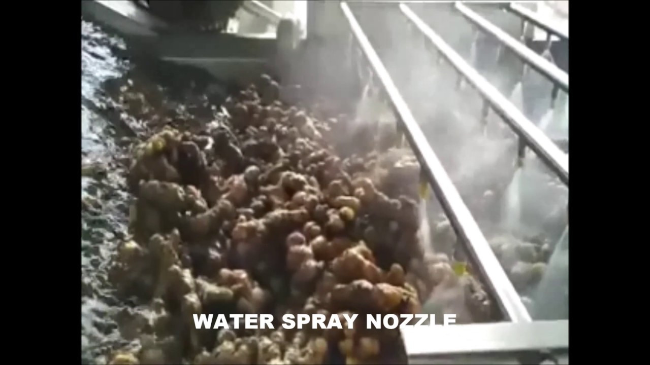 AUTOMATIC GINGER PROCESSING