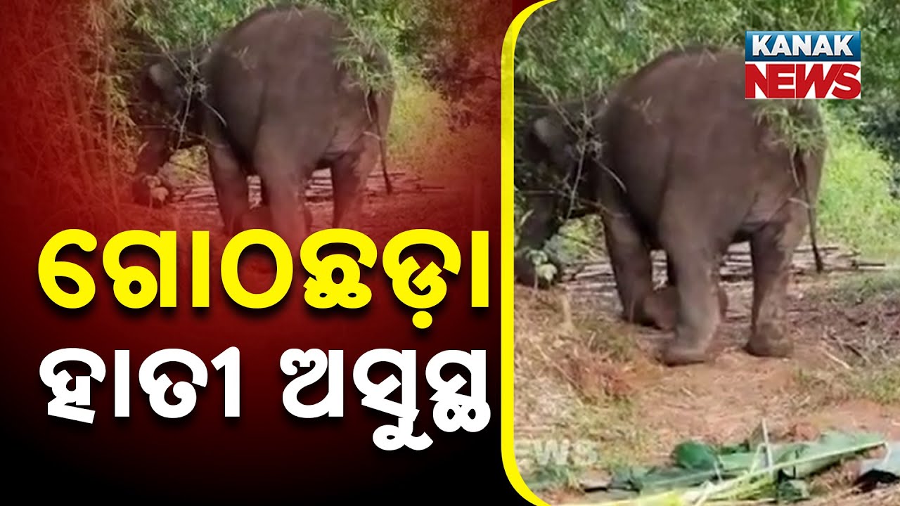 Forest Officials Treat Ill Elephant Near Ghadaghada Village in Balasore