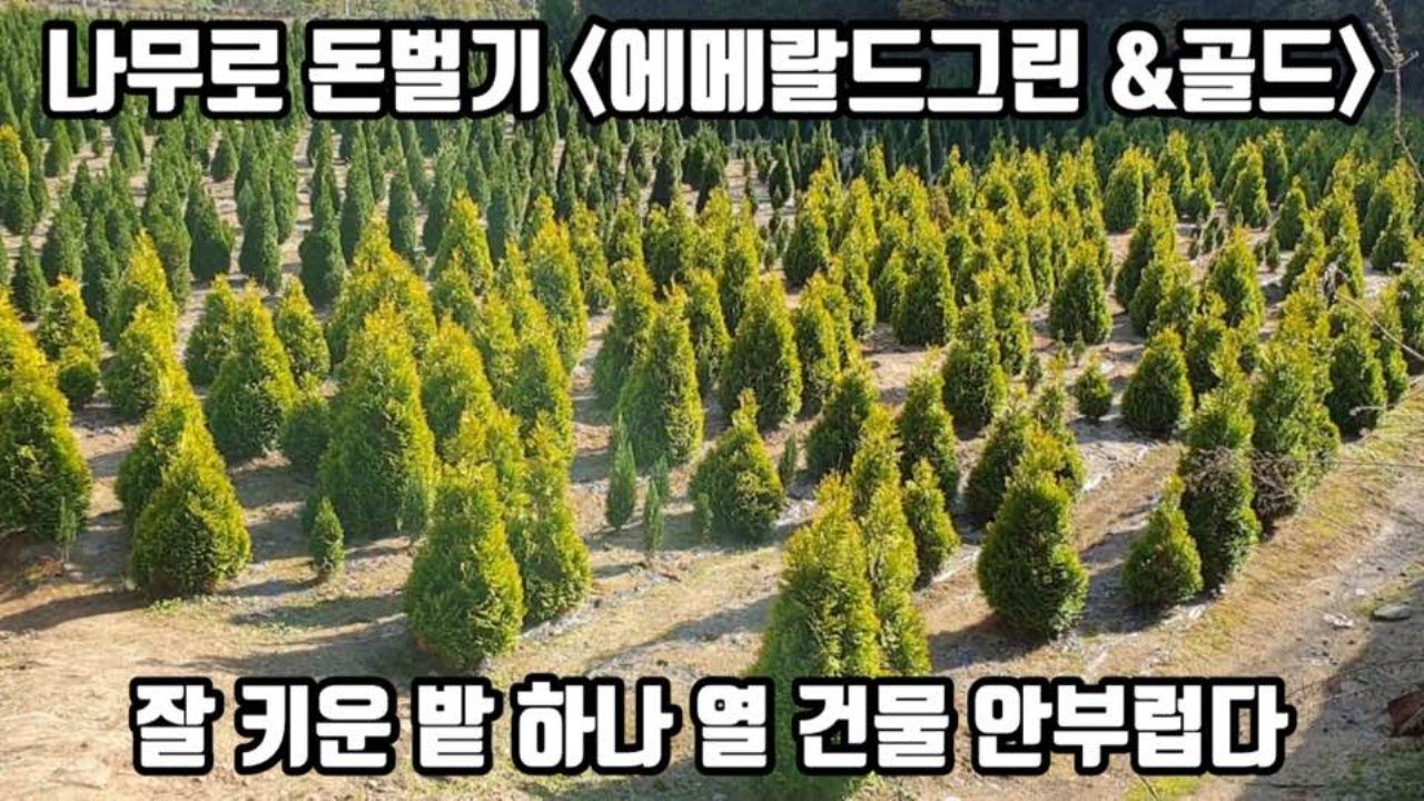 나무로 돈 벌기-에메랄드그린&골드, 잘 키운 밭 하나 열 건물 안 부럽다 /Daelim Nursery (Emerrald Green,emerrald gold )