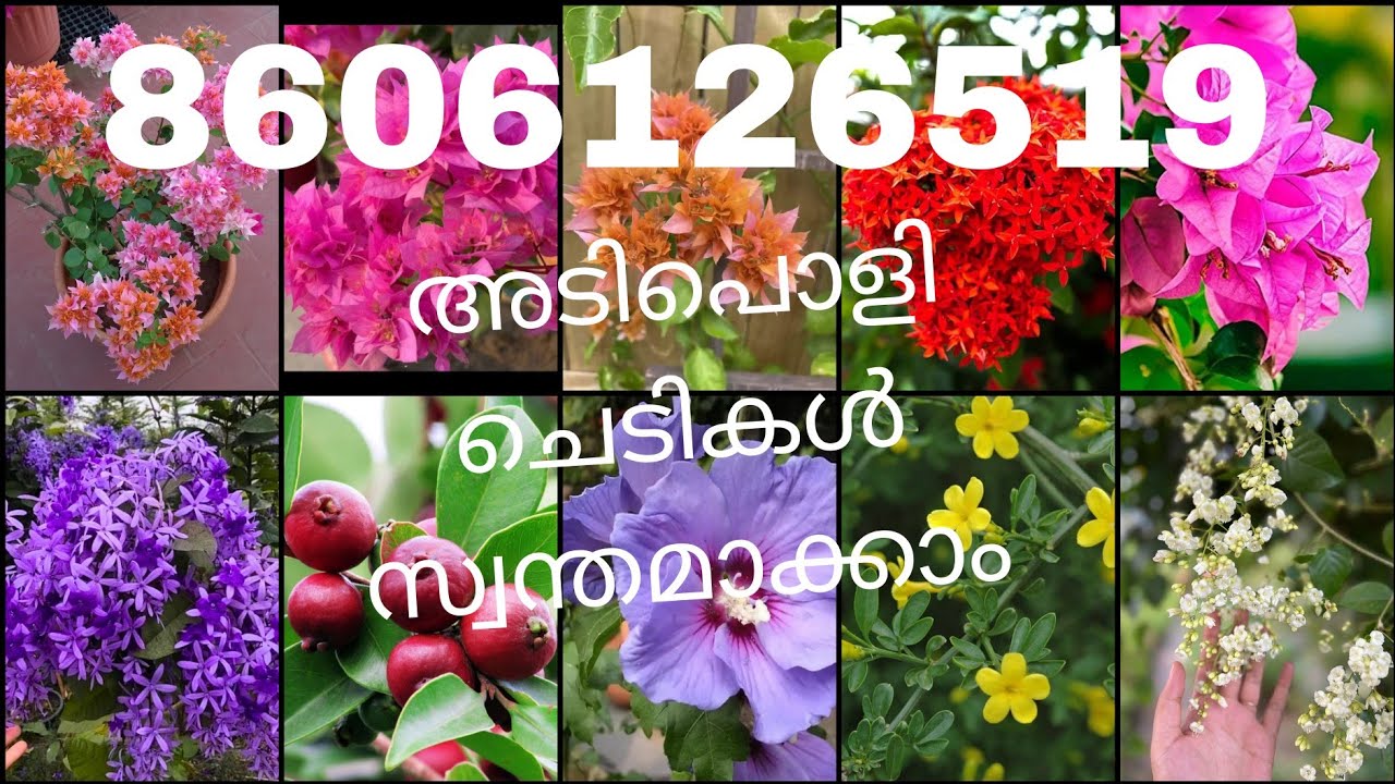 അടിപൊളി ചെടികൾ സ്വന്തമാക്കൂ 8606126519