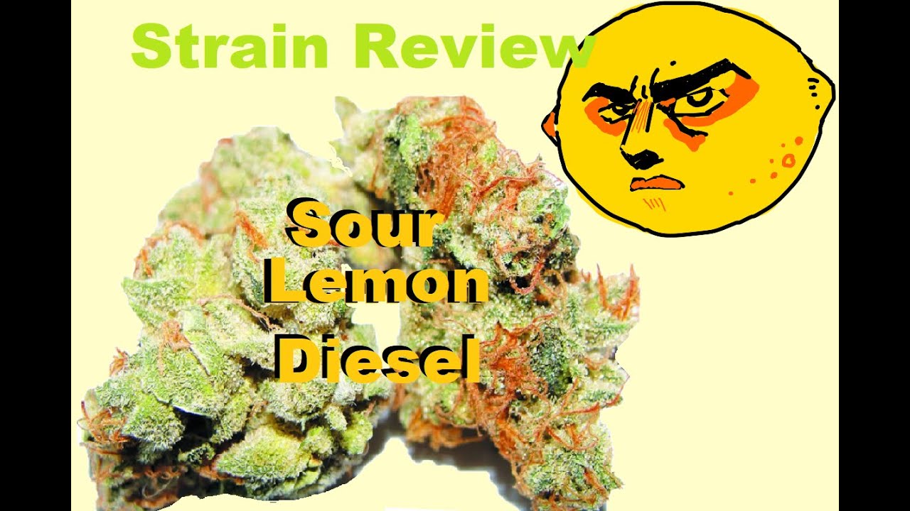 Sour Lemon Diesel Cannabis Strain lemon diesel kush strain