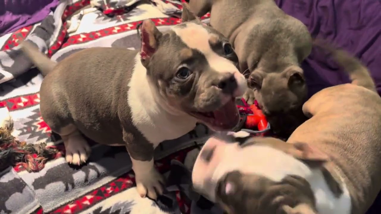 Amazing Blowout Prices On Available American Pocket Bullies 