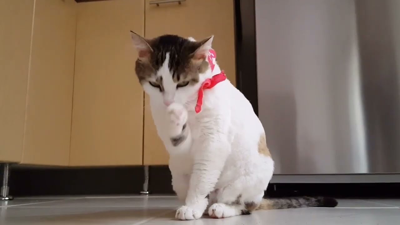 Animal of the world&ndash; Cute Cat for home #Animal_10 #animals #catlover #cat #viralvideo #10k 🌹